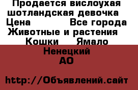 Продается вислоухая шотландская девочка › Цена ­ 8 500 - Все города Животные и растения » Кошки   . Ямало-Ненецкий АО